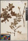 Foto von Salix caprea L.